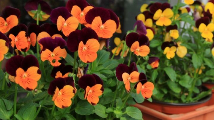 Plantas y flores de exterior para tu balcón y terraza