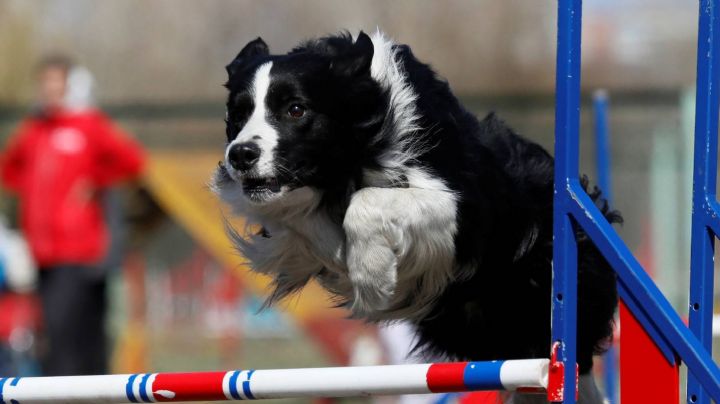 Te presentamos las cinco razas de perros más inteligentes