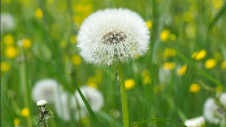 Conocé los secretos de la flor Diente de León