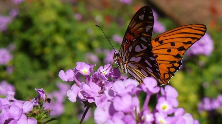 El Jardín Botánico de Buenos Aires, entre los más bellos del mundo