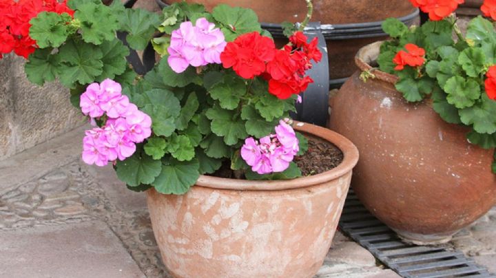 Plantas: 3 consejos para que tus geranios deslumbren