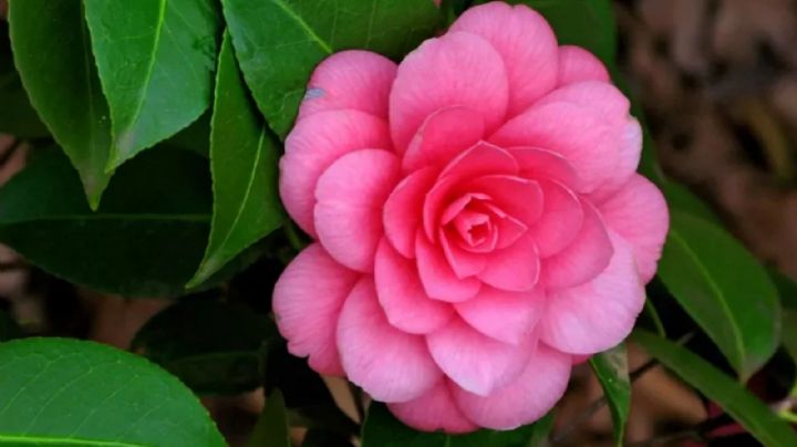 Jardinería: Los cuidados imprescindibles de la delicada Camelia