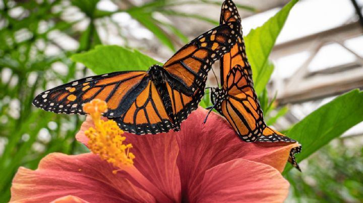 5 Plantas hospederas, para que las mariposas visiten tu jardín