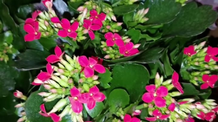 Kalanchoe: Una planta vistosa y fácil de cultivar