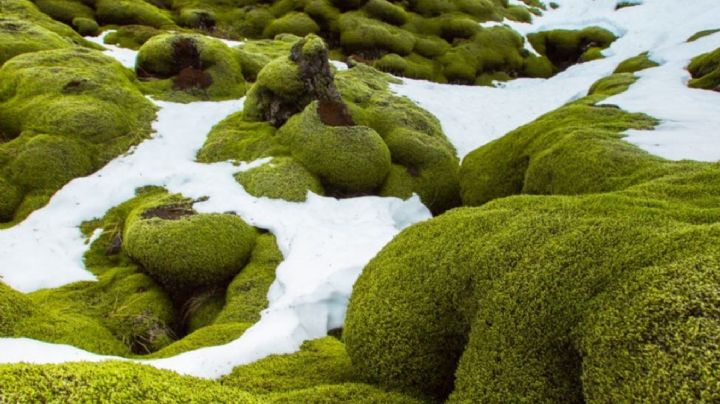Cambio climático: La Antártida está siendo colonizada por plantas
