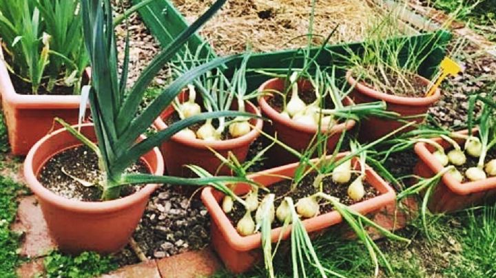 Aprendé a cultivar cebollas en casa