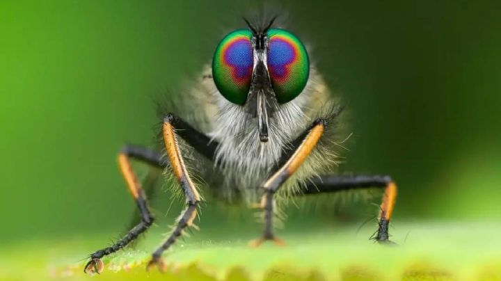 Cómo ahuyentar las moscas de tu casa de forma natural