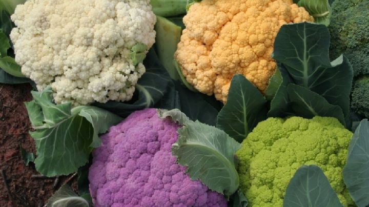 Vegetales de estación: Aprendé a cultivar coliflor