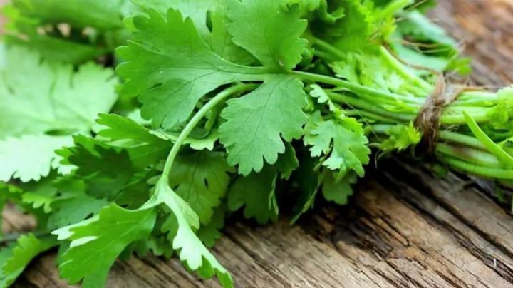 El cilantro: un condimento ideal para la cocina sabrosa y saludable