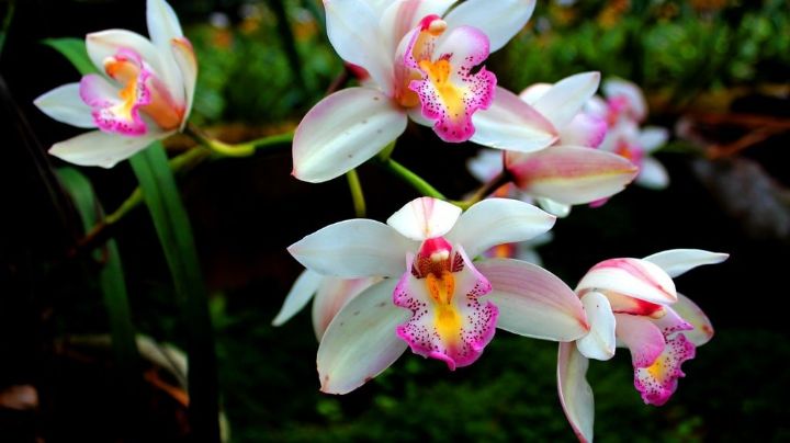 Orquídeas en tu casa, ahora sí es posible