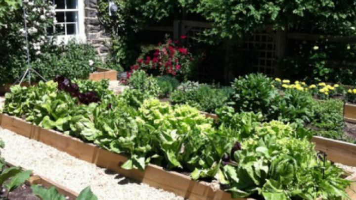 Plantas y Flores que alejan las plagas de tu huerta o jardín