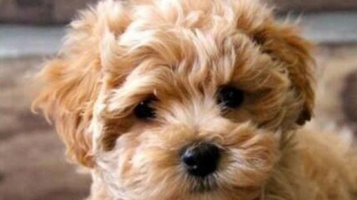 Conocé al Caniche o Poodle toy, adorable por naturaleza