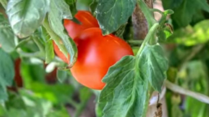 Cómo cultivar el tomate en macetas