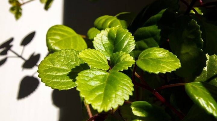 Plectranthus, cuidados y ubicación de la mítica planta del dinero