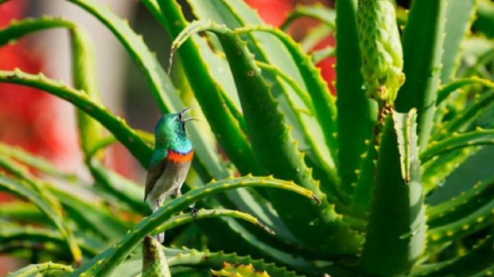 Aloe Vera: todo lo que conviene saber sobre esta maravillosa planta