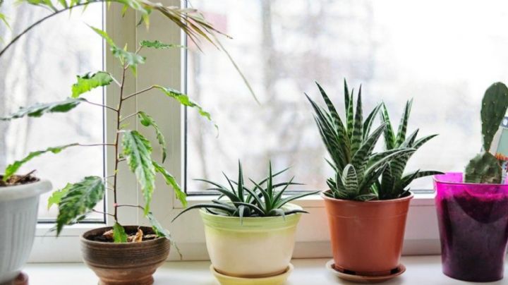 Jardinería: Riego correcto de las plantas de interior