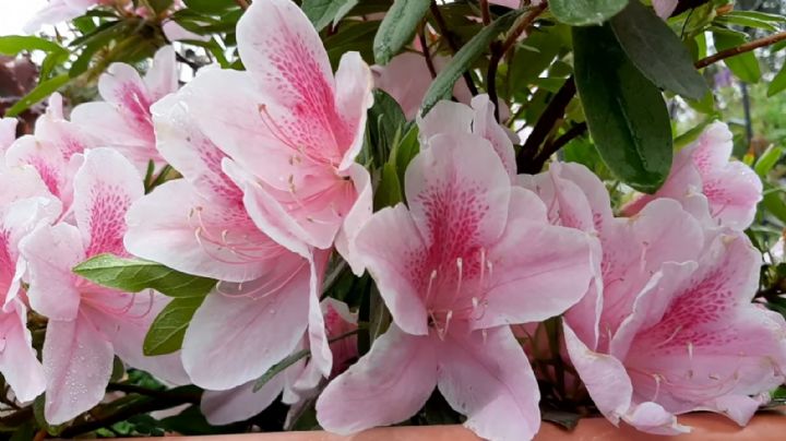 Azalea: una planta arbustiva de hermosas flores ideal para cultivar en otoño