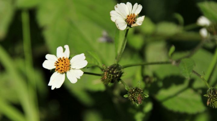 Remedios caseros: Plantas medicinales para aliviar la acidez