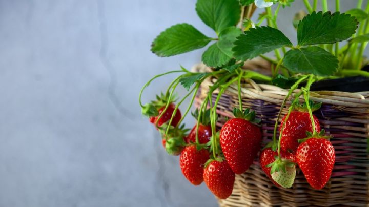 Conocé paso a paso cómo germinar semillas de frutilla fácilmente