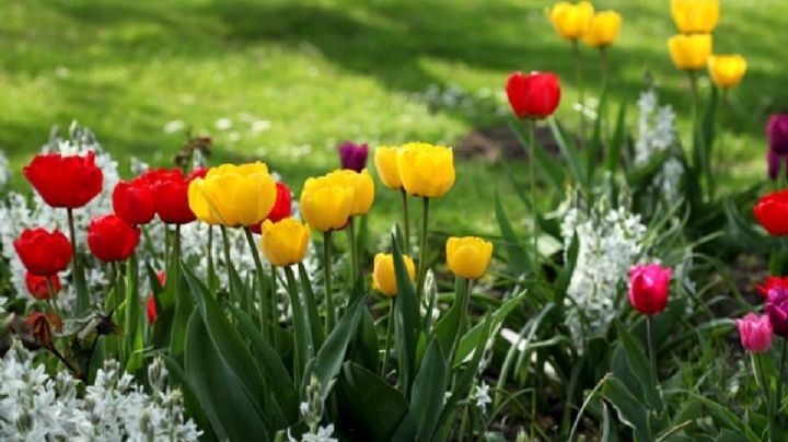 Enterate cuándo es el momento ideal para plantar tulipanes en tu jardín