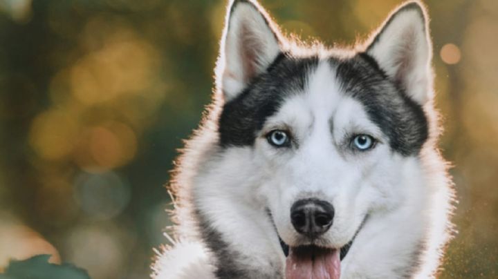 Estas son las señales que nos dan los perros cuando están estresados