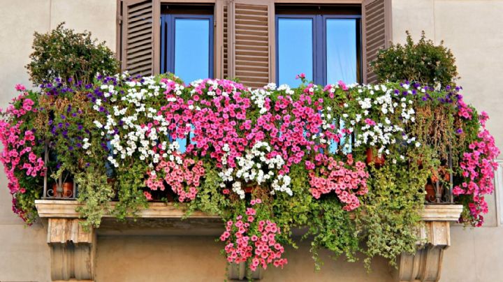 5 plantas que podrás usar en patios o balcones con poca luz