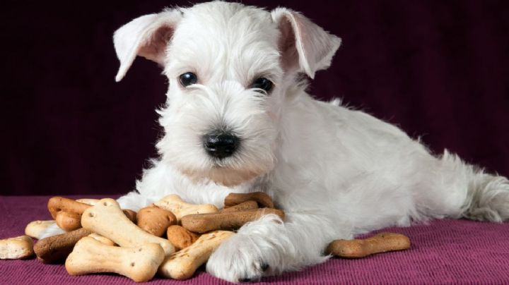 Regalá un momento de amor a tu perro preparándole estas galletas de pollo