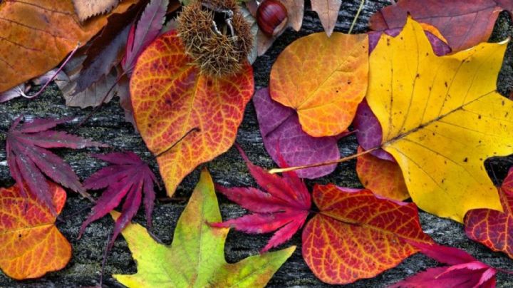 Sugerencias que te ayudarán a cuidar el jardín durante el otoño