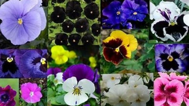 Dale color a tus macetas y jardines con La Viola × wittrockiana más conocida como Flor Pensamiento