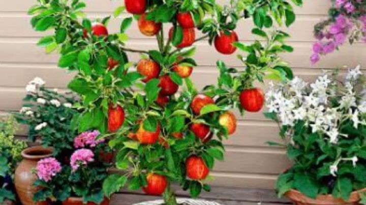 Jardinería: Con estos consejos podrás cultivar manzana en una maceta