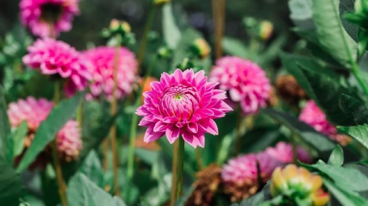 Aprendé a utilizar avena para acelerar la floración de tus plantas