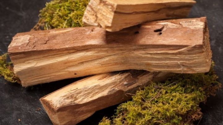 Bursera Graveolens: usos y características del palo santo, la madera aromática más elegida