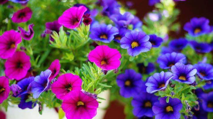 Sugerencias para cuidar las petunias durante el invierno