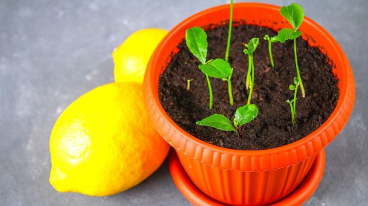 Un limonero en tu cocina, consejos de cultivos en una taza