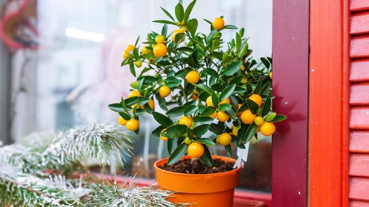 Llena de aroma y color tu casa plantando un árbol de mandarinas en maceta