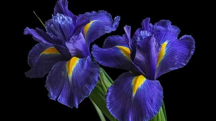 Plantas: Cuidados y cultivo de la Flor de Iris, un lirio que florece en invierno