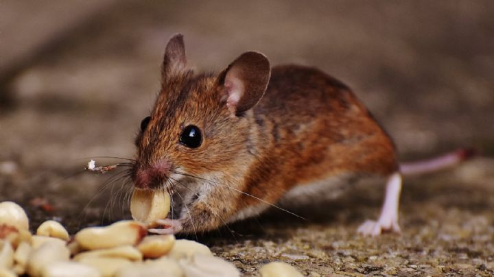 Conocé 3 repelentes caseros y naturales para ahuyentar ratas de tu hogar