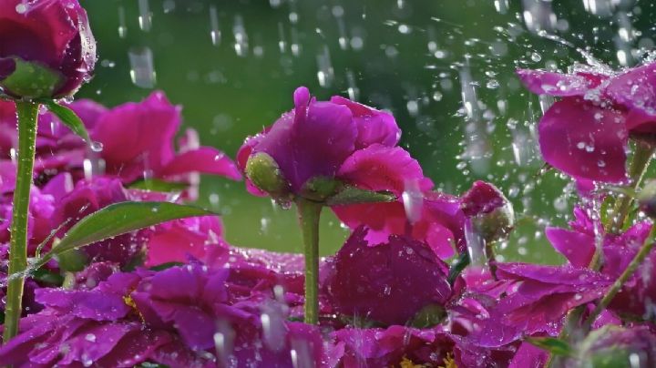 5 motivos por los que deberías regar tus plantas con agua de lluvia