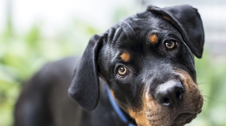 Conocé por qué los perros hacen este particular gesto cuando les hablás