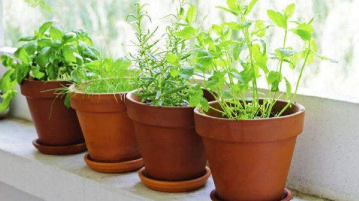 Con estas plantas aromáticas para interior atraerás la buena fortuna