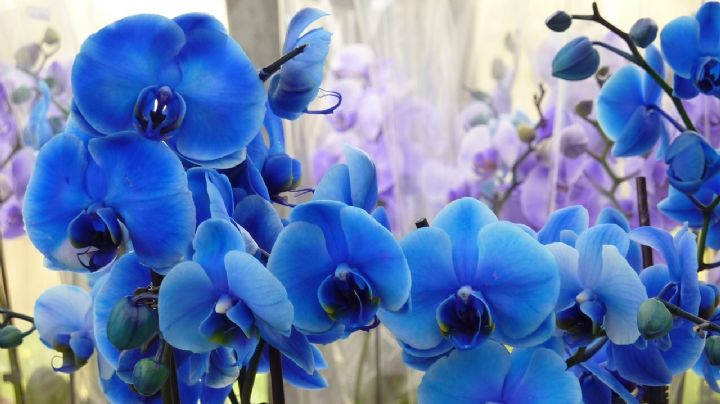 Orquídeas azules, conocé su poderoso significado espiritual