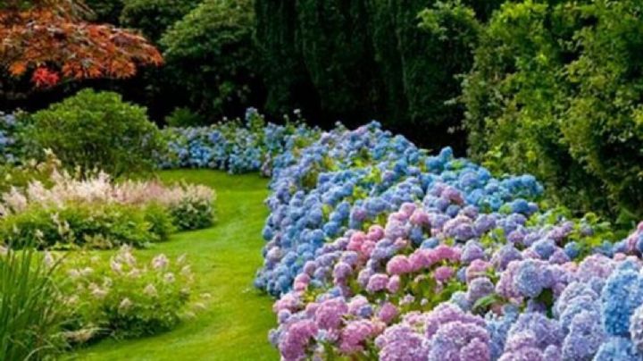 Con estos trucos podrás cambiar el color de tus hortensias sin dañarlas