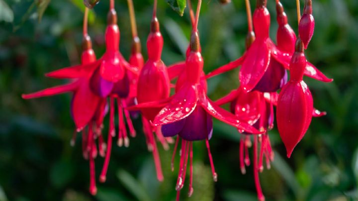 Trucos para que tus fucsias crezcan más saludables