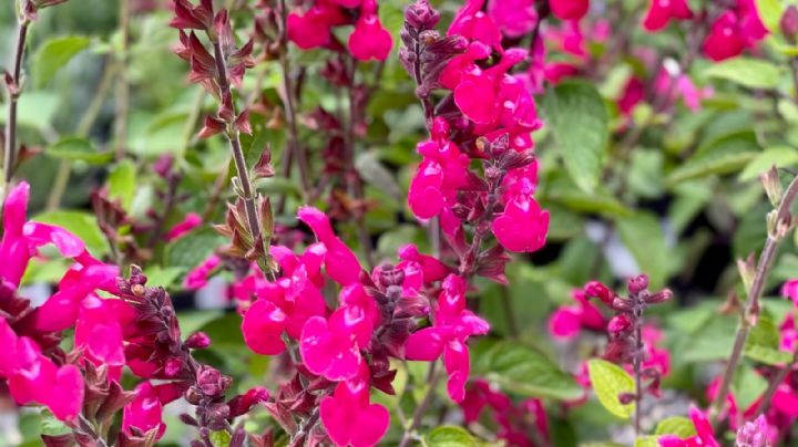 De Argentina al mundo, la salvia marplatense se consagró “Planta del año”