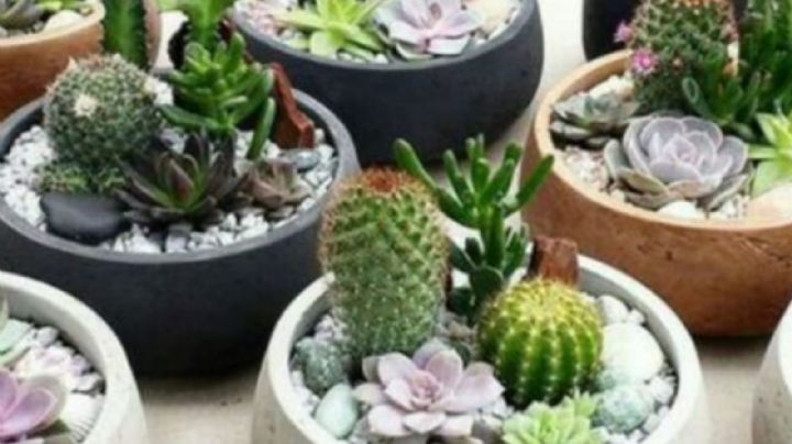 Conocé cuáles son los cactus y suculentas que son comestibles