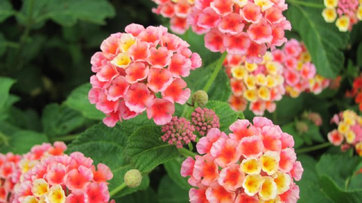 La verbena, una planta que te dará flores todo el año, cultivo y cuidados