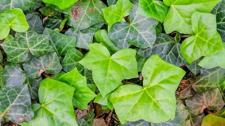 Descubre los beneficios de la Hiedra, una planta ideal para decorar interiores y purificar ambientes
