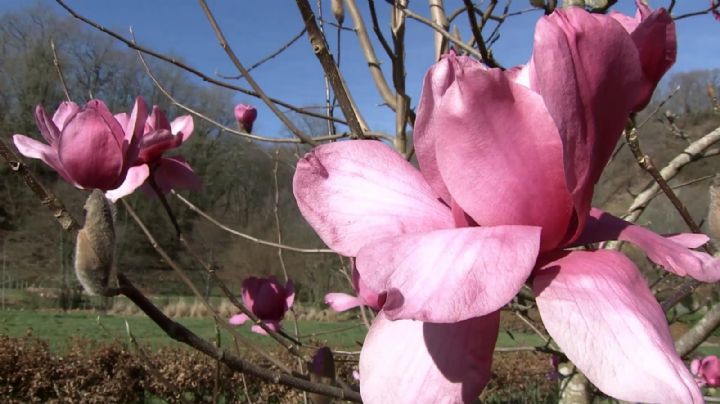 Embellece tu jardín con Magnolias