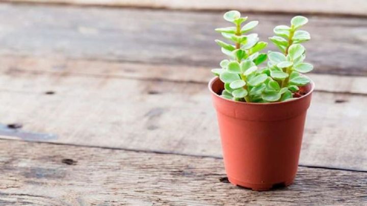 Feng Shui: donde ubicar y como cuidar el árbol de la abundancia