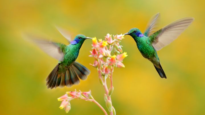 Con esta suculenta atraerás los colibríes a tu jardín